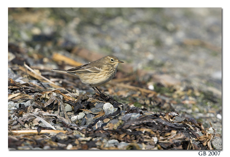 AMERICAN PIPIT IMAGE